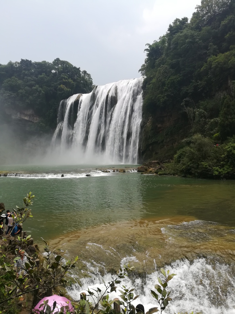 黄果树